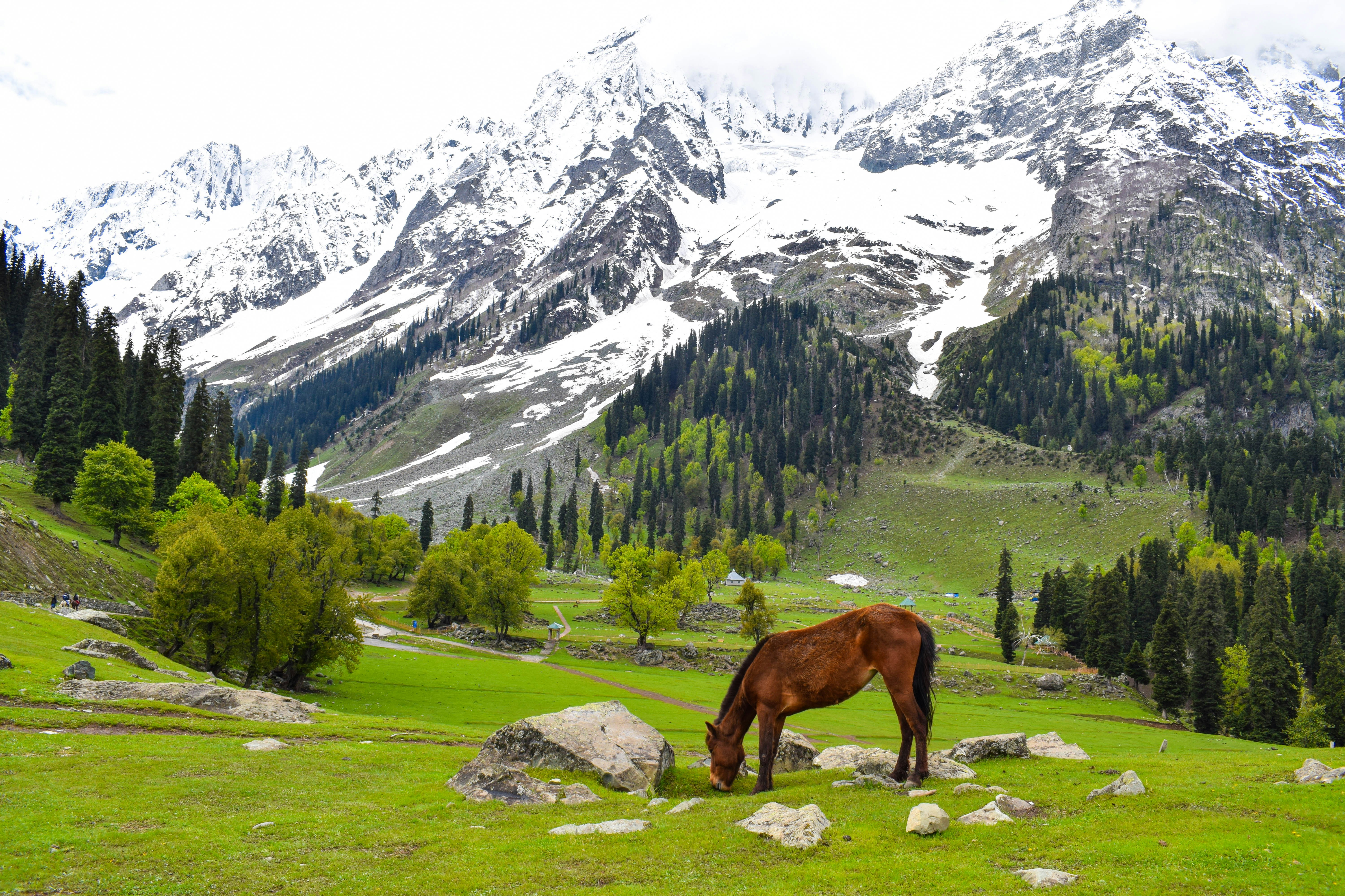 Kashmir Paradise Tour 5 Days